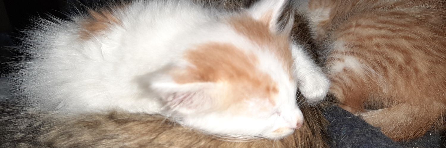 Efrain188954's profile banner image