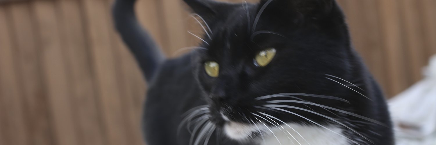 The Angry Cat banner