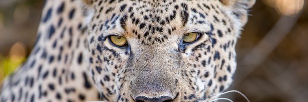 davidyack Profile Banner