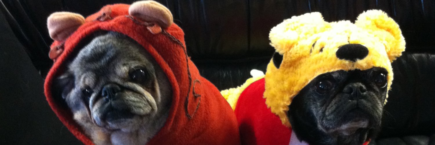 Heather Sondrini 🦁🦁 banner