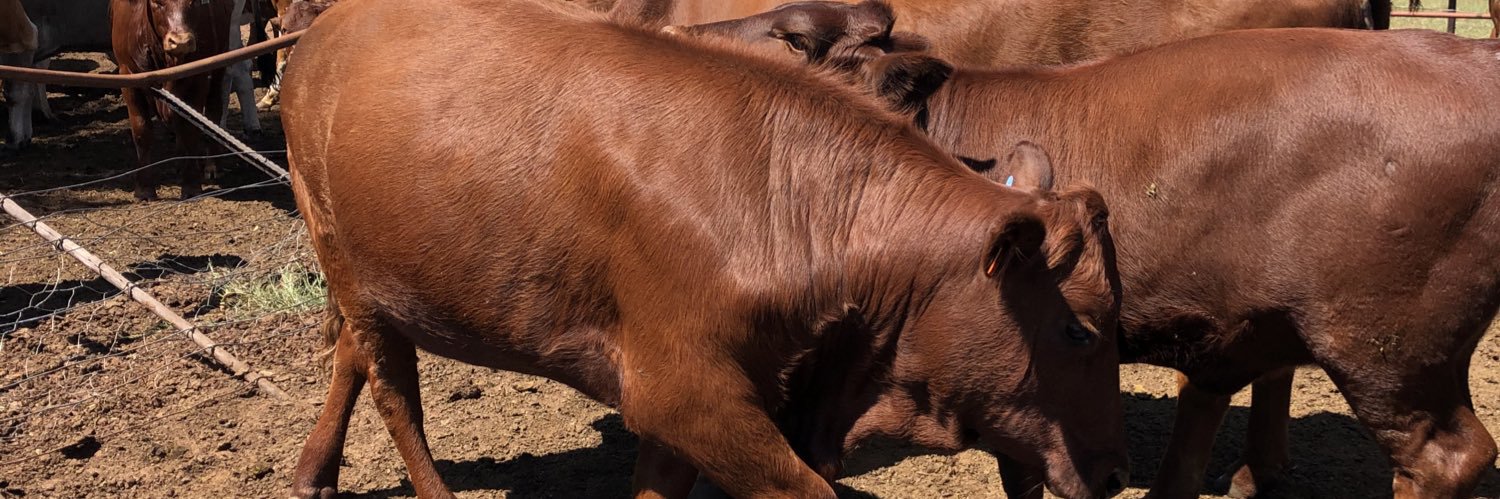 R&R Ranches🐂 banner