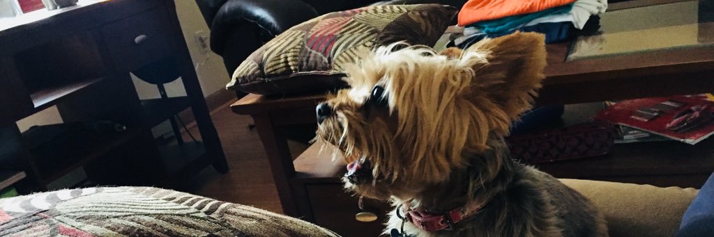 Diana Shelton banner