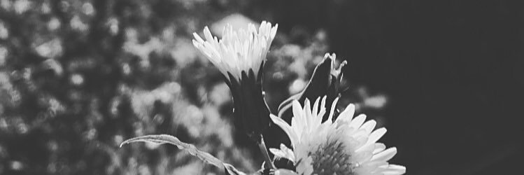 Catherine_Poss1's profile banner image