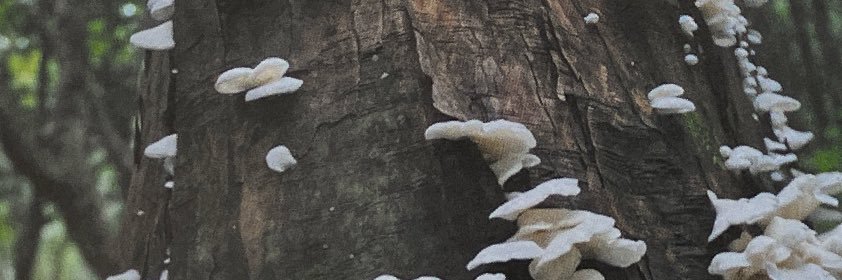moimoi_mouii's profile banner image