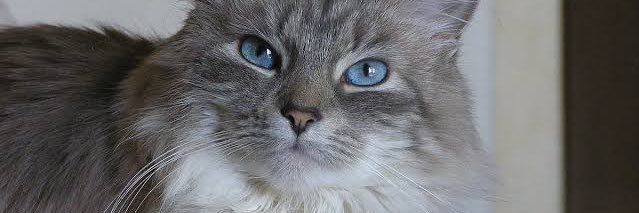 imdieter's profile banner image