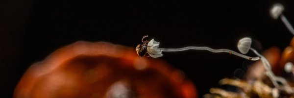 ForagingEcology Profile Banner