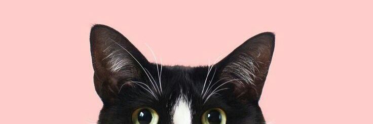 _Crumpet's profile banner image