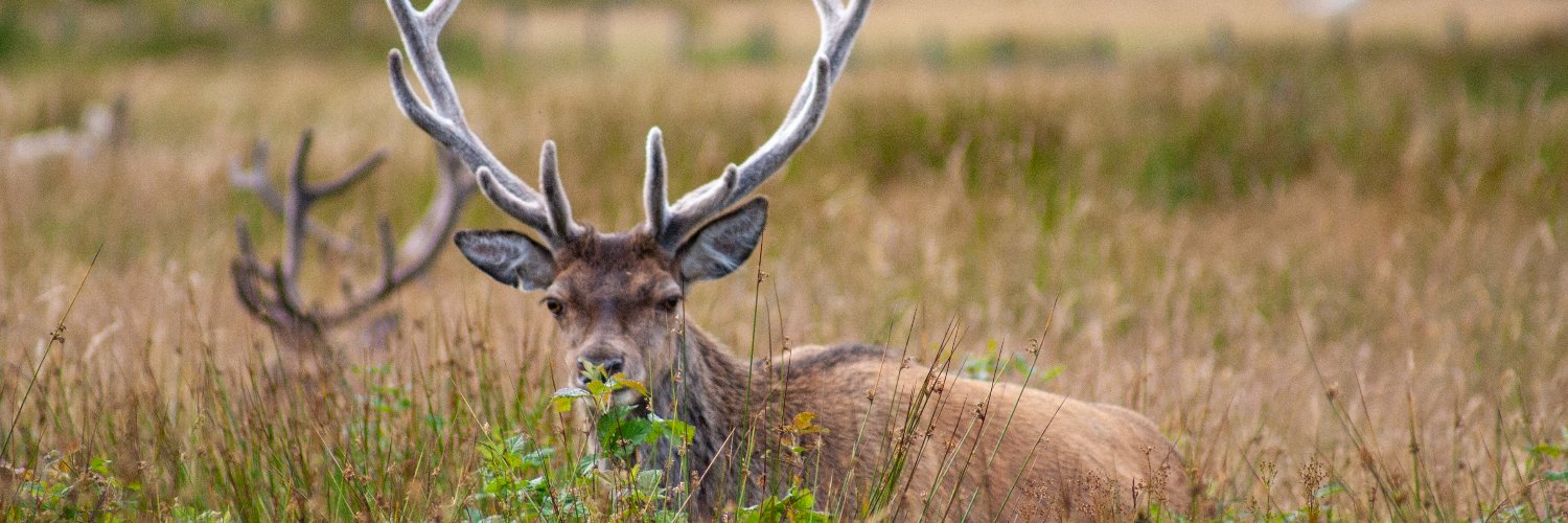 Shiona MacArthur Young banner