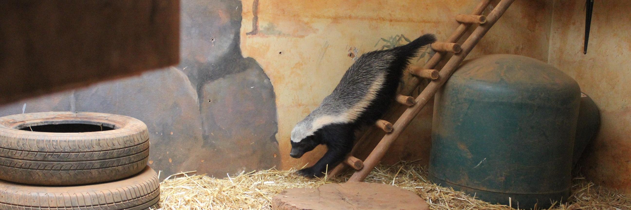 Tweeting Badger banner