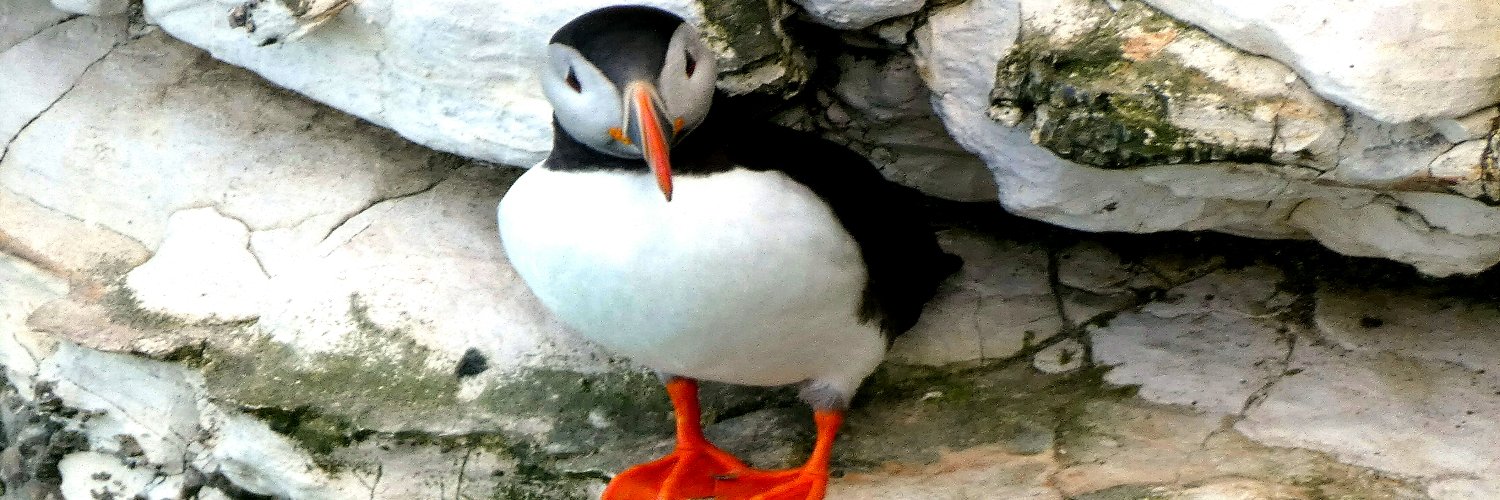 James Reader🏴󠁧󠁢󠁥󠁮󠁧󠁿🐝🎸 banner