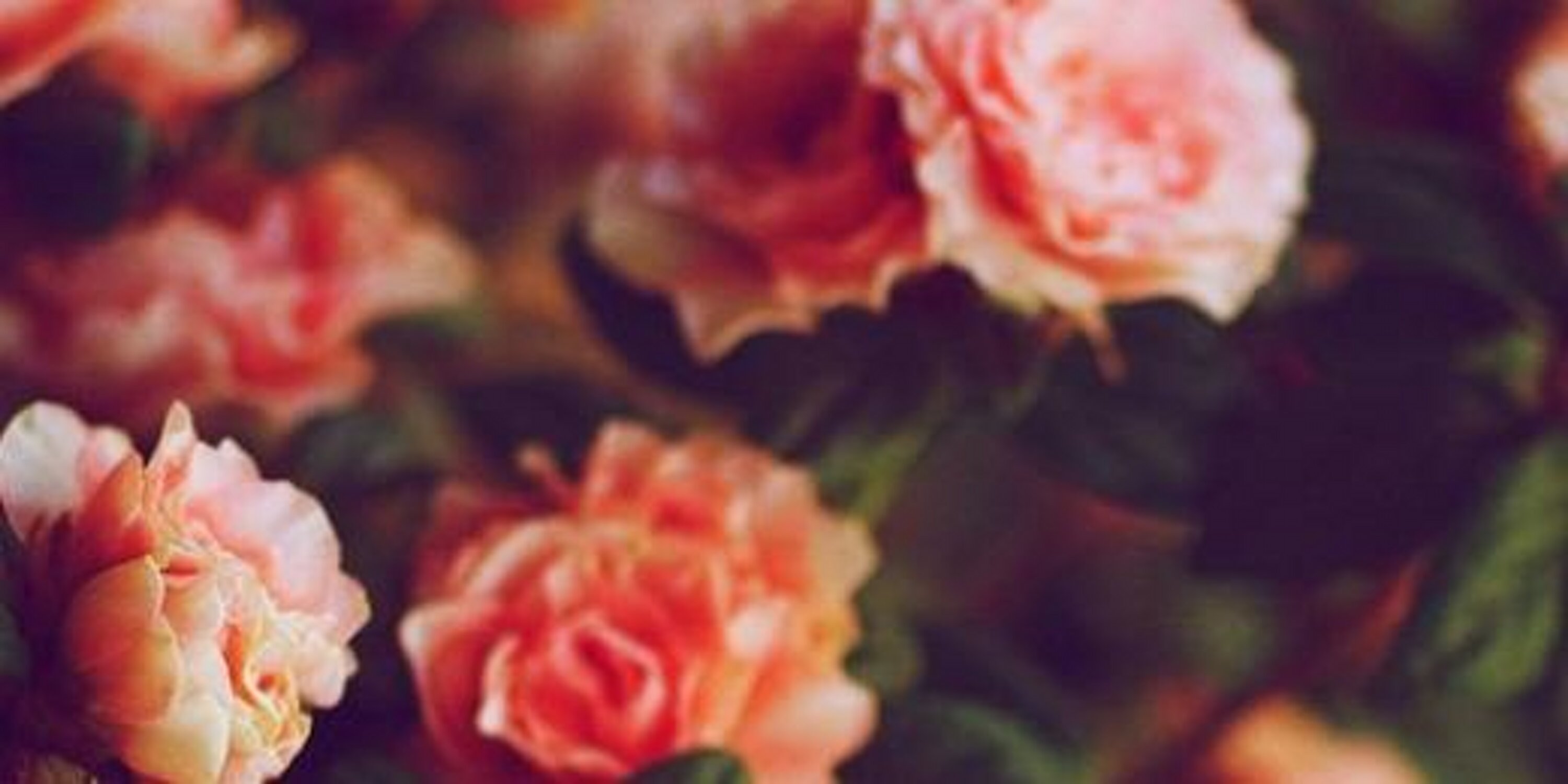SunSweet's profile banner image