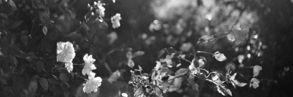 priamliam Profile Banner