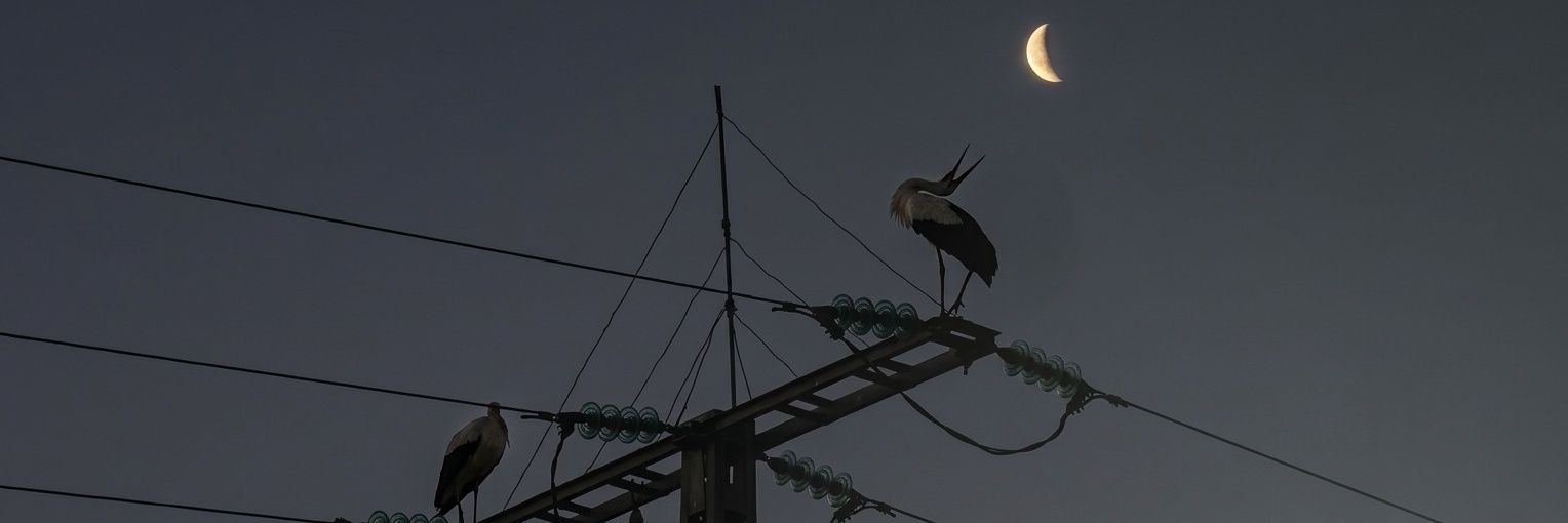 أُسـامة banner