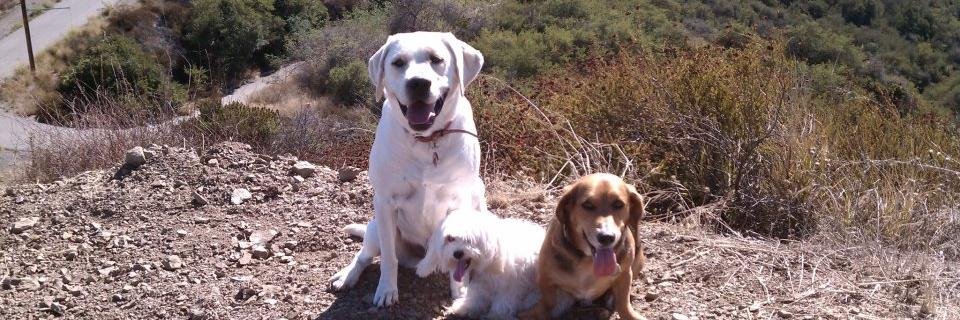 DogSnifferTweet's profile banner image
