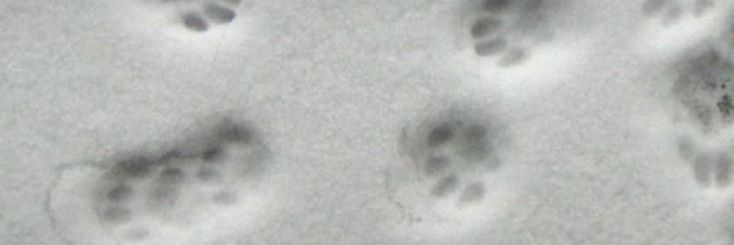 lainniall's profile banner image