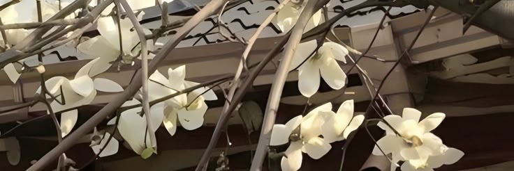 㝪ۜ ꯭ ꯭ 𝗳꯭𝗳𝗻꯭𝘅𝗷𝗴 banner