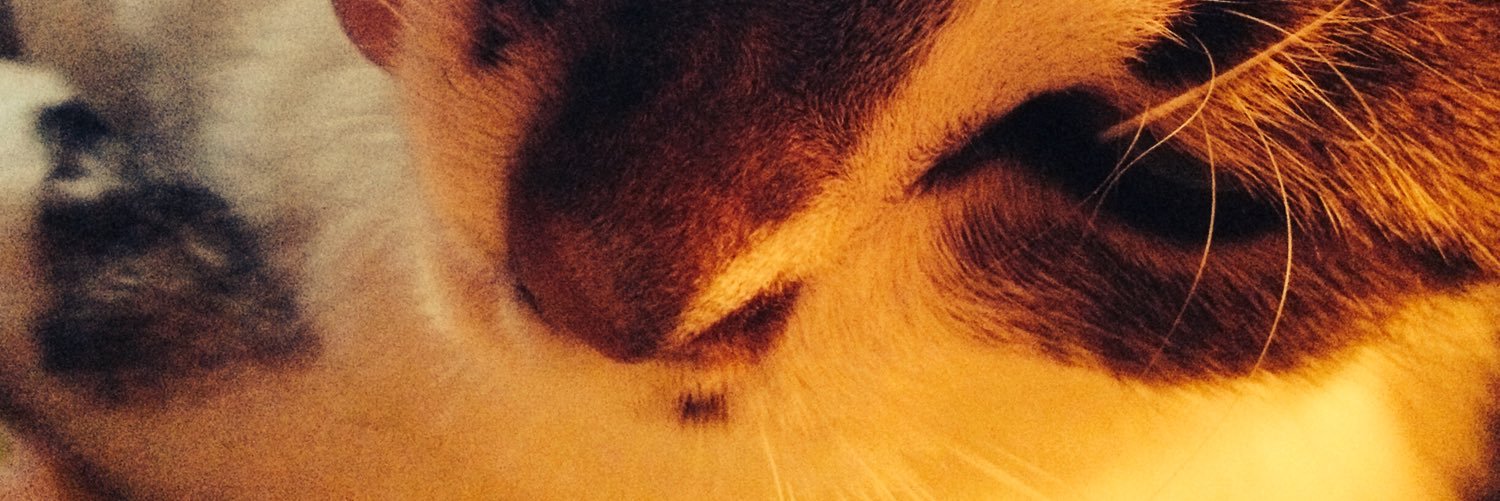 mltccl's profile banner image