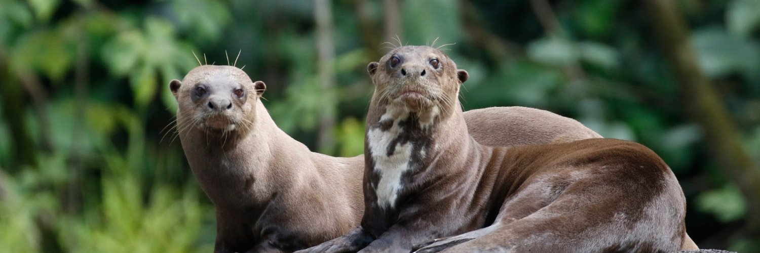 Observation.org banner