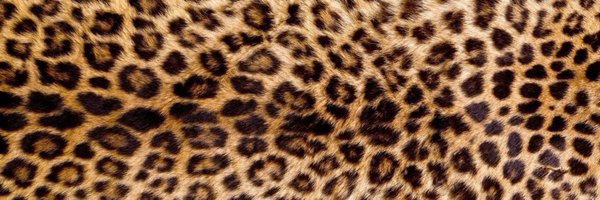 THEFILLEMUSE Profile Banner