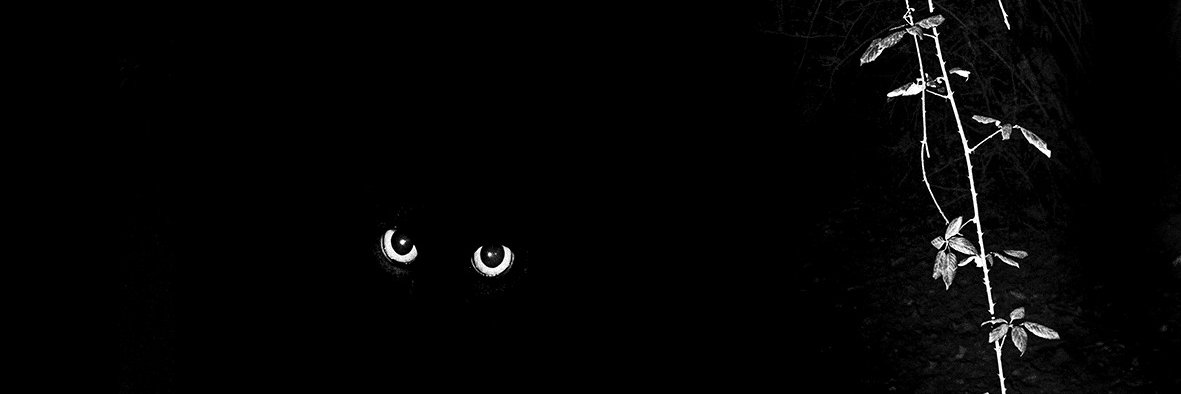 XZQ233's profile banner image