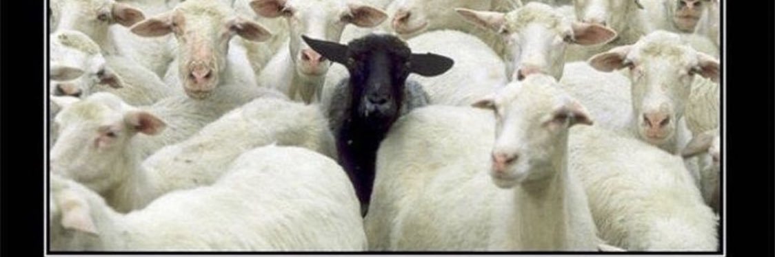 A.S.H.S. 🐂 banner