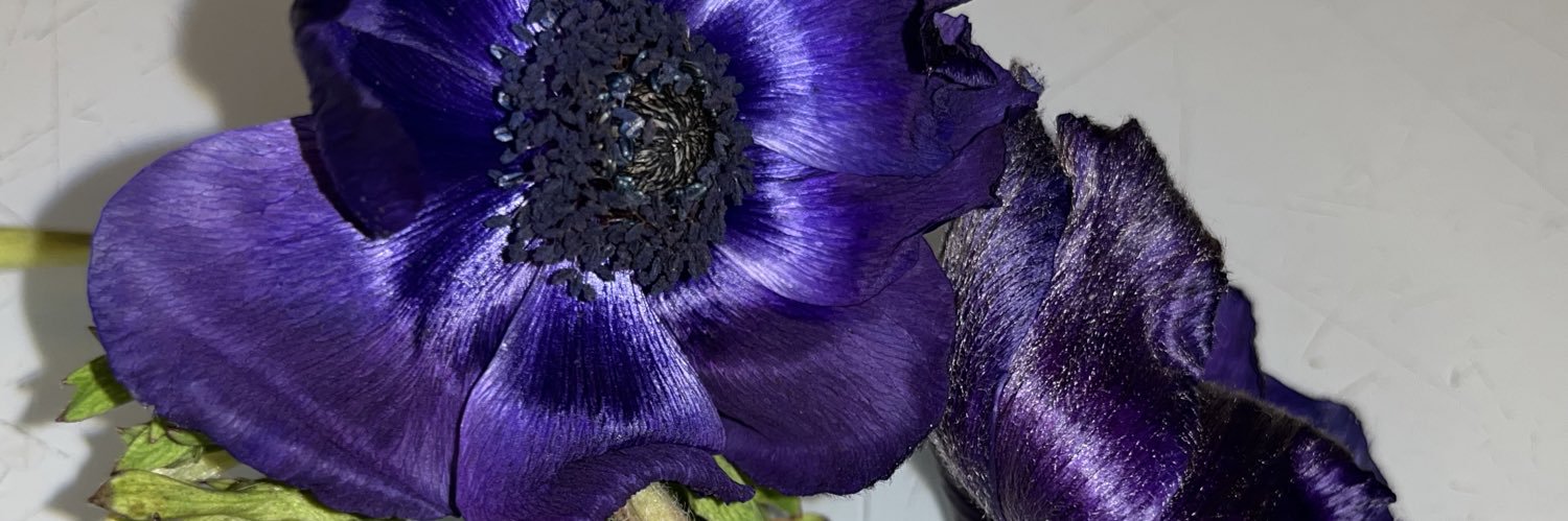 Isabelle Bonjean banner