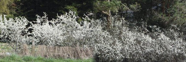 SloeCrafts Profile Banner