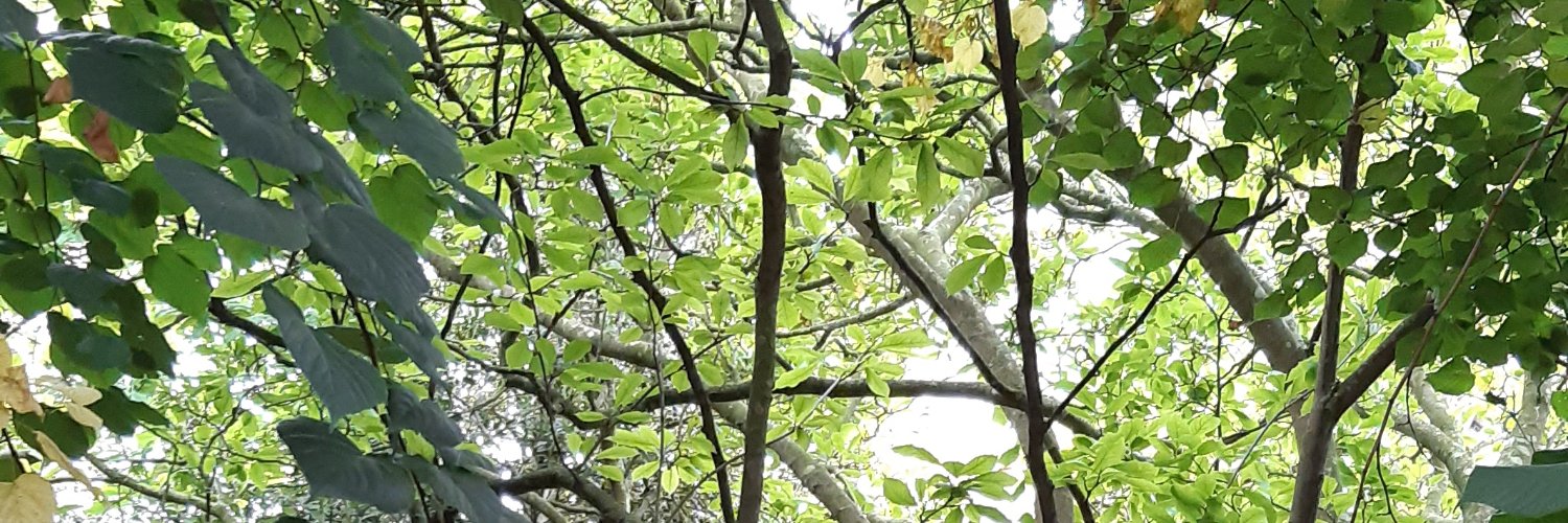 Amber Dumbleton-Thomas banner