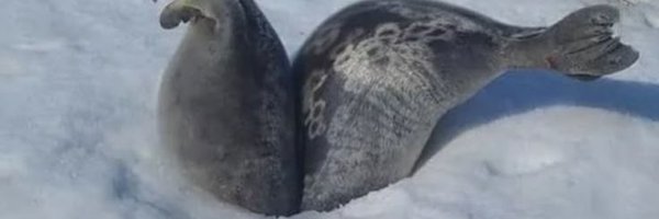 over_obi Profile Banner