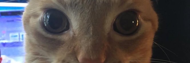 Exphyloz's profile banner image