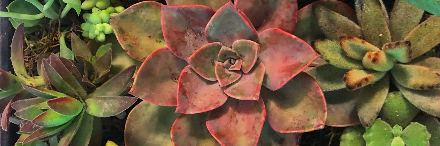 Frijolilla's profile banner image