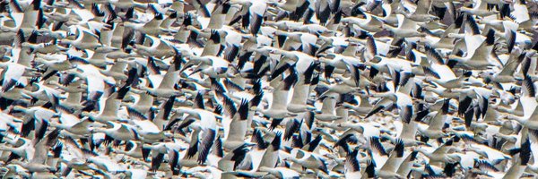 Bob_Devonshire Profile Banner