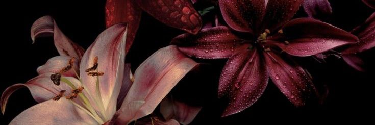 maryy banner