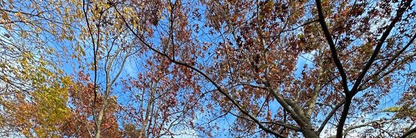 goliraman12 Profile Banner