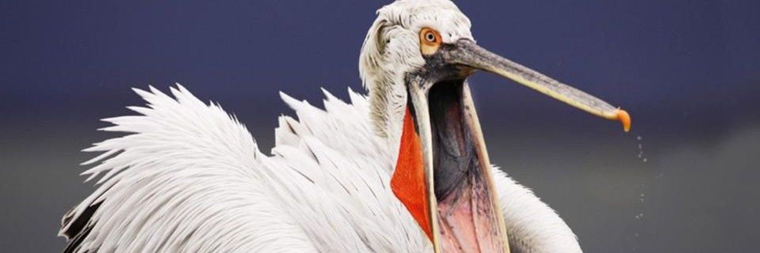 Disgruntled-Pelican Profile Banner