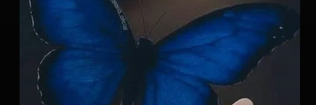 🦋✨️ Patsy ✨️🦋 banner