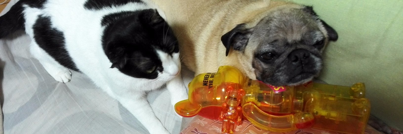 エビ沢キヨミ（エビキヨ/kiYOmi） banner