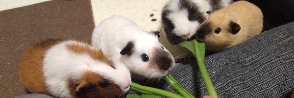 4orrei Profile Banner