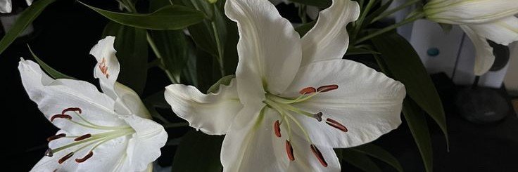 Opheliaa_'s profile banner image