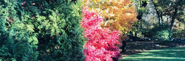 dmccall Profile Banner