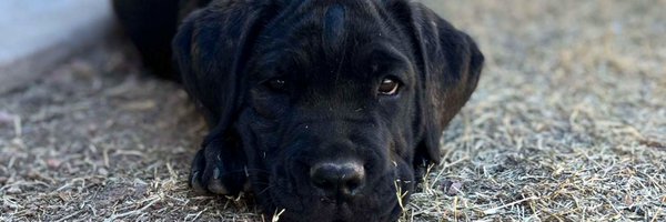 AyoCoachDbo Profile Banner