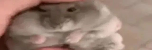 gawenter🇵🇱🏳️‍🌈🇰🇵🏁 banner