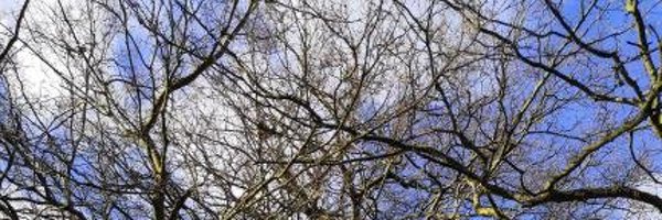 elenam Profile Banner