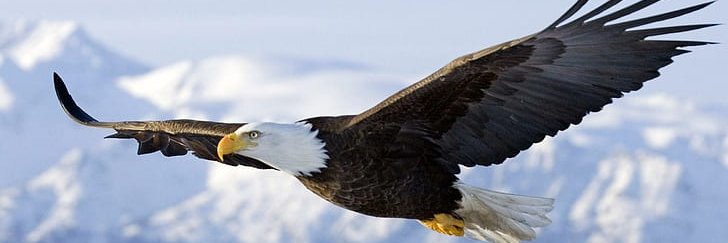Housix 🦅🇦🇷 banner