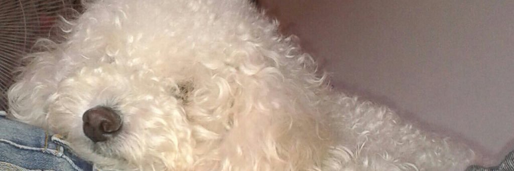 daiafavala's profile banner image