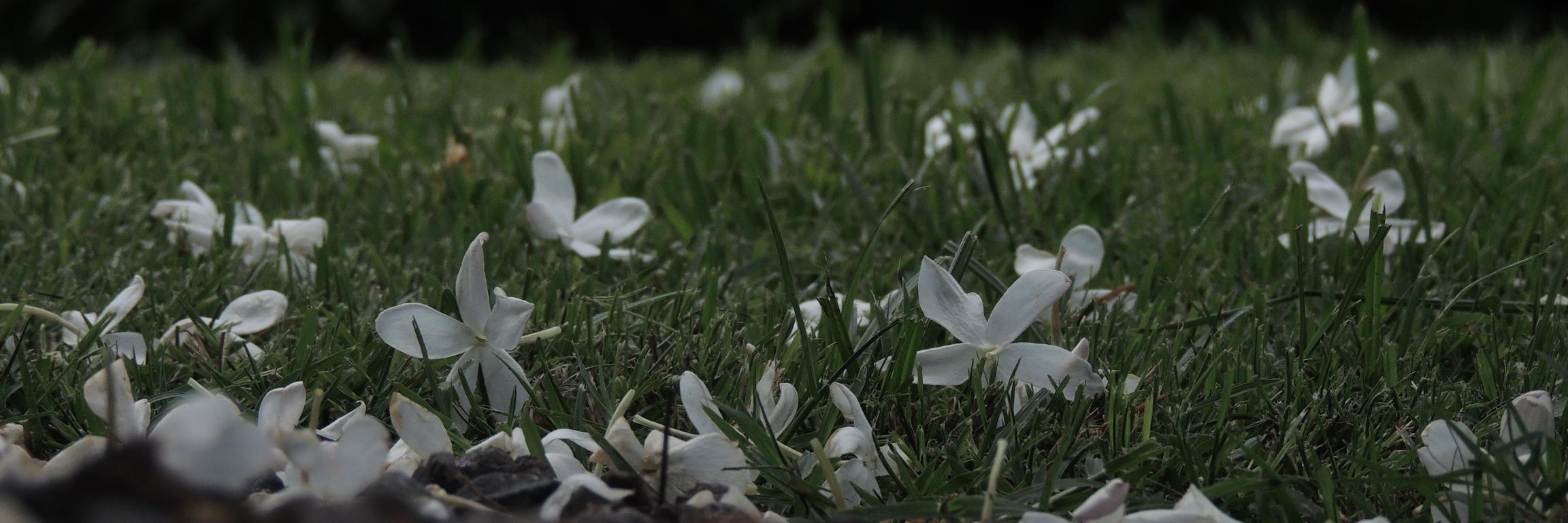 FlorF2C4's profile banner image