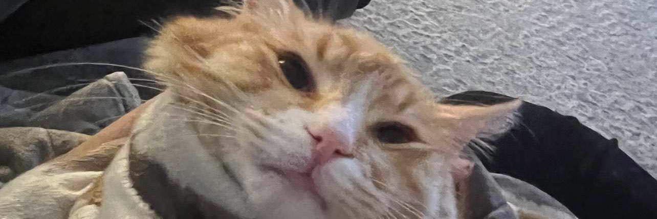 conetopia the second banner