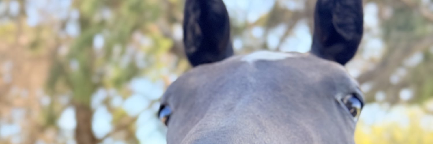 Camiii banner