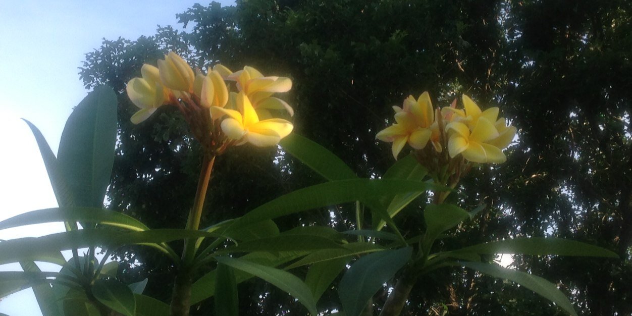 DianeEBecker's profile banner image