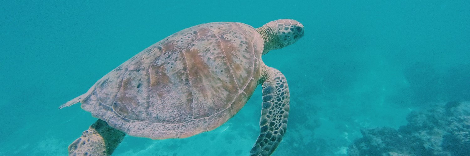 Stephanie Mason (she/they) banner